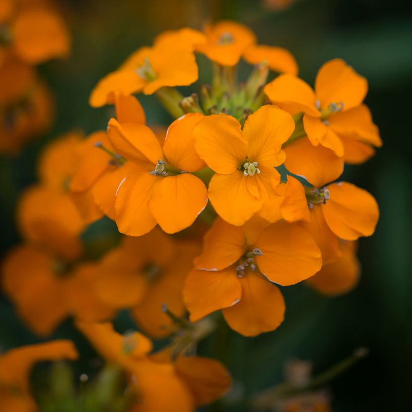 Giroflée, Erysimum Apricot Twist (Flowering)
