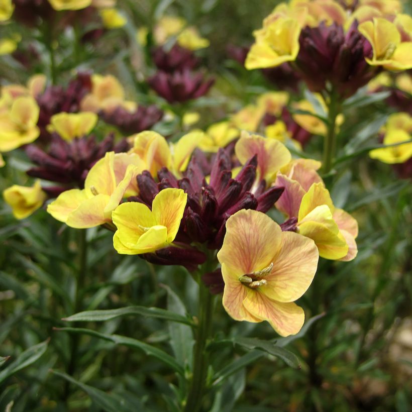 Giroflée, Erysimum John Codrington (Flowering)