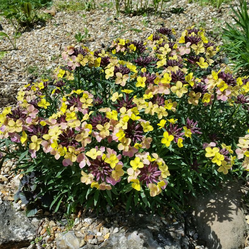 Giroflée, Erysimum John Codrington (Plant habit)