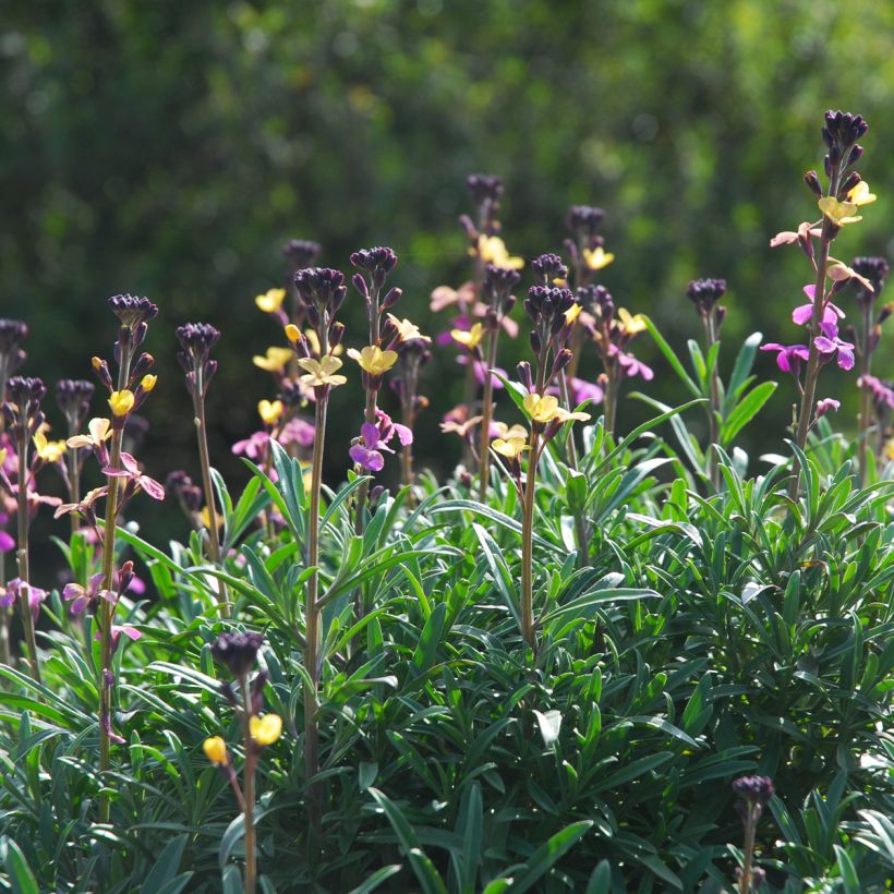 Giroflée, Erysimum mutabile (Plant habit)