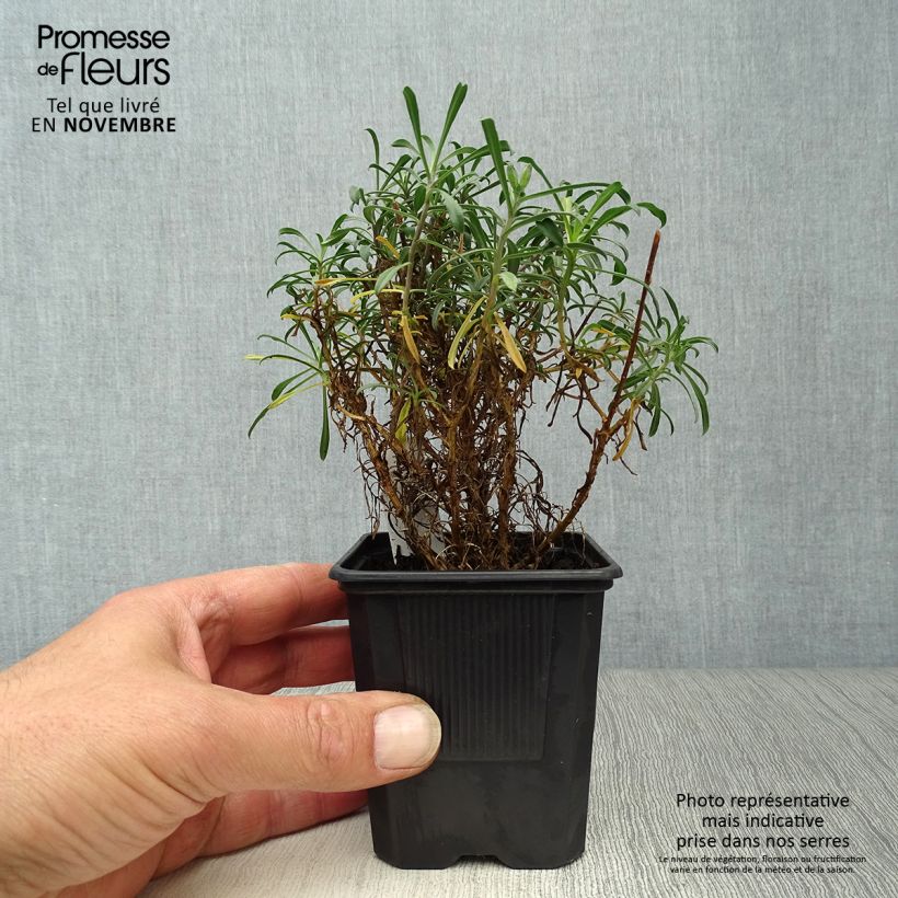 Example of Giroflée arbustive - Erysimum Bowles Mauve Godet de 8/9 cm as you get in automne