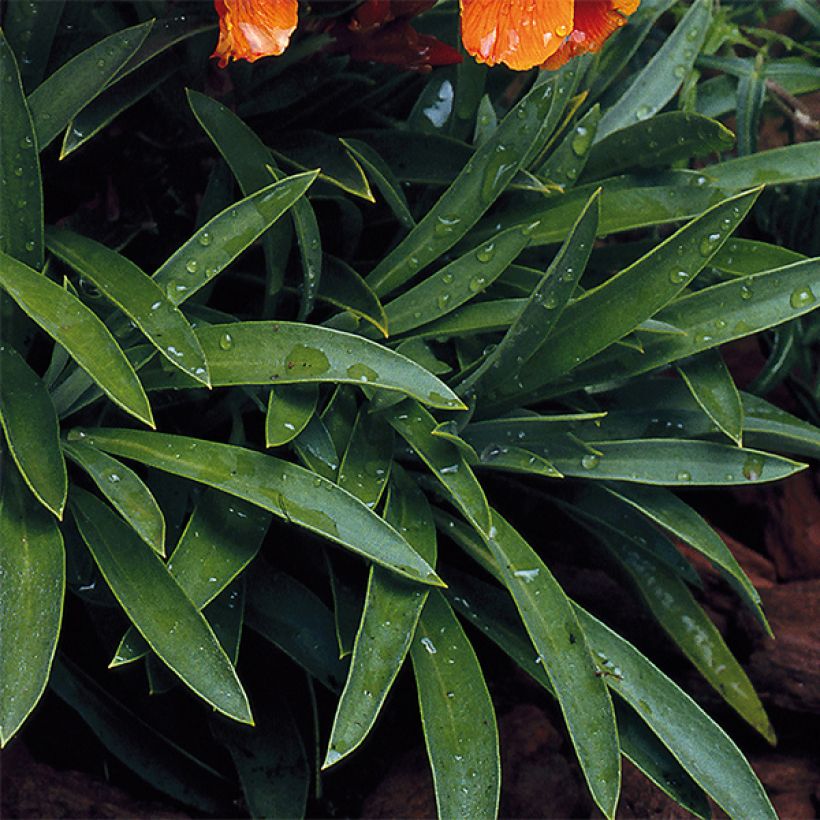 Giroflée ravenelle Bedder Scarlet (Foliage)