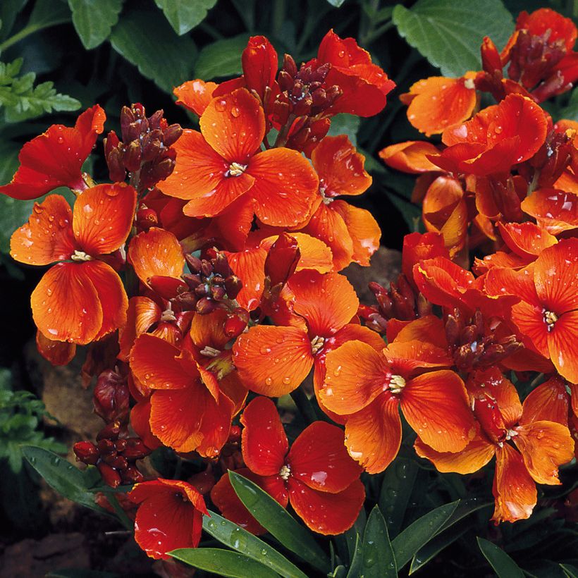 Giroflée ravenelle Bedder Scarlet (Flowering)