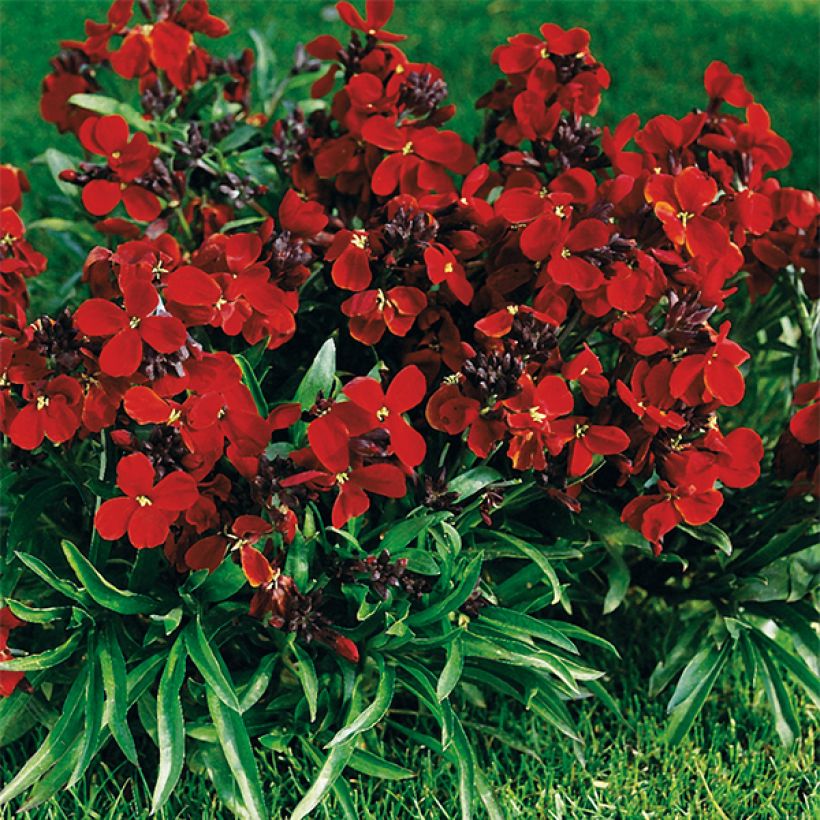 Giroflée ravenelle Bedder Vulcan brune (Plant habit)