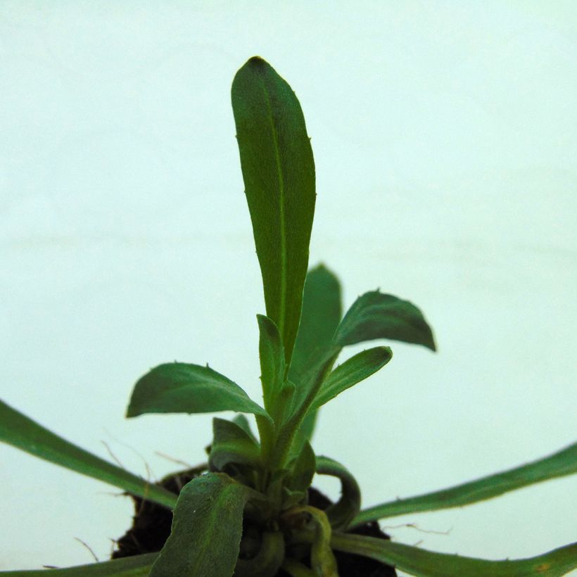 Giroflée vivace - Erysimum Winter Romance Mini-mottes (Foliage)