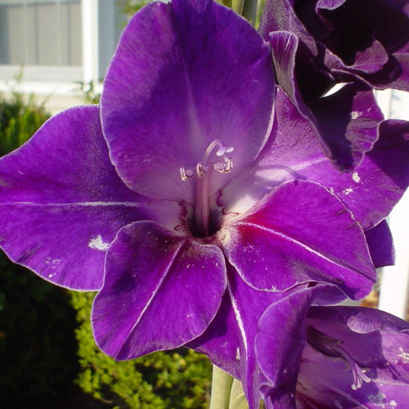 Glaïeul à grandes fleurs Deep Purple (Flowering)