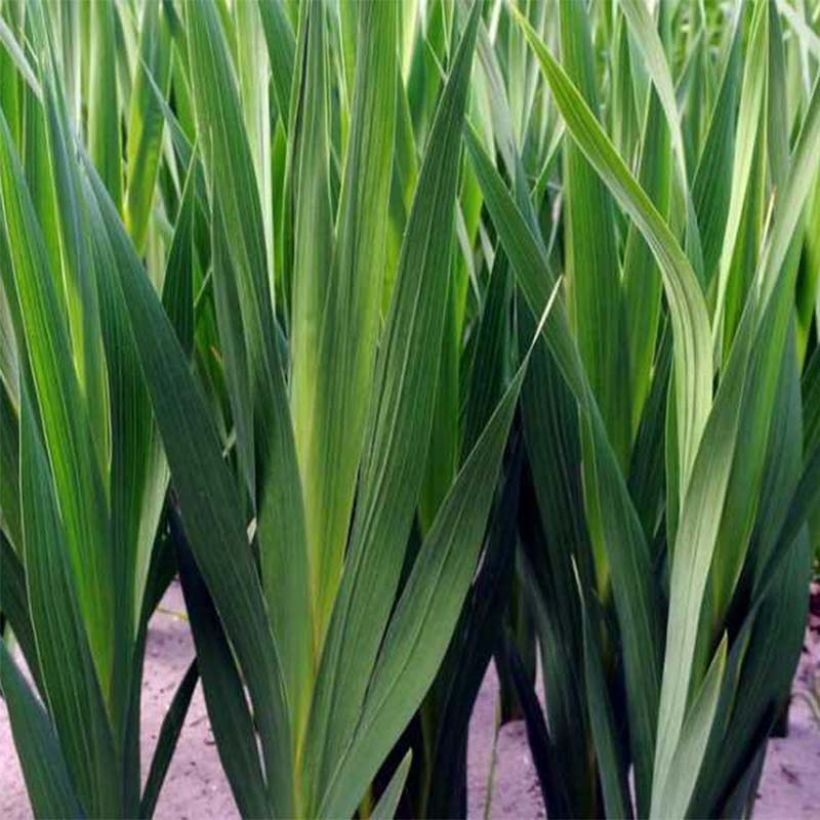 Glaïeul ou Gladiolus Adrenaline (Foliage)