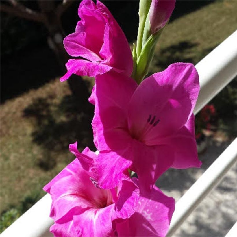 Glaïeul ou Gladiolus Fidelio (Flowering)