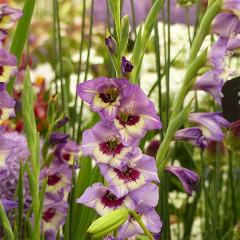 Glaïeul ou Gladiolus Flevo Cool (Flowering)