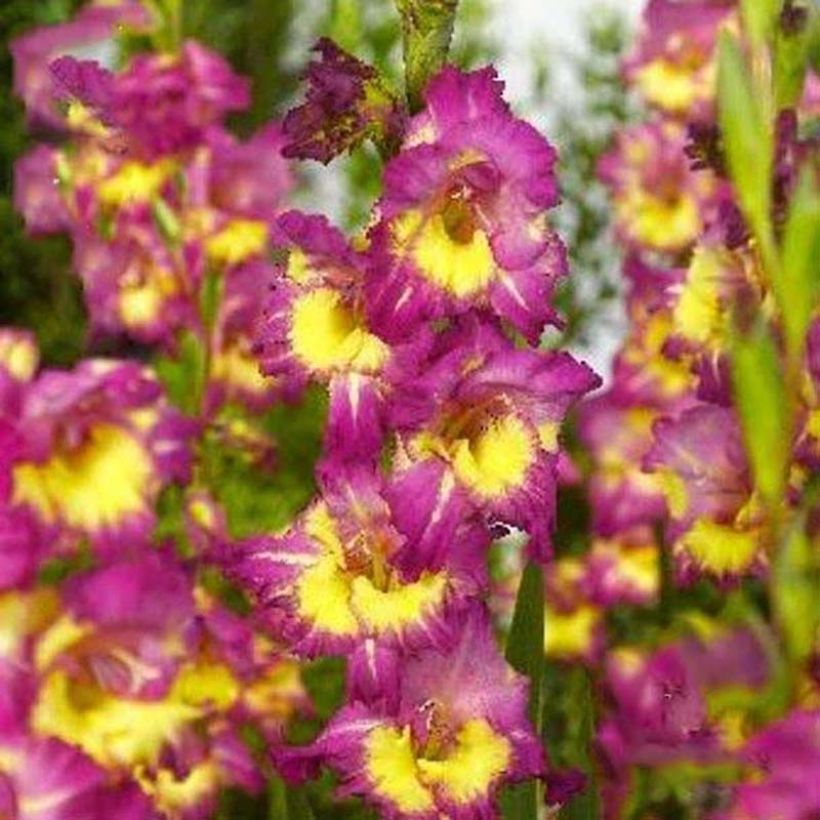 Glaïeul ou Gladiolus Far West (Flowering)