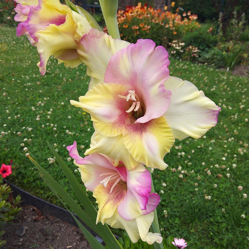 Glaïeul ou Gladiolus Mon Amour (Flowering)