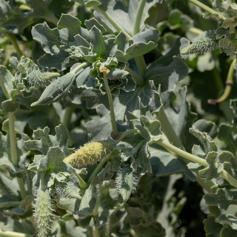 Glaucium flavum - Pavot cornu (Foliage)