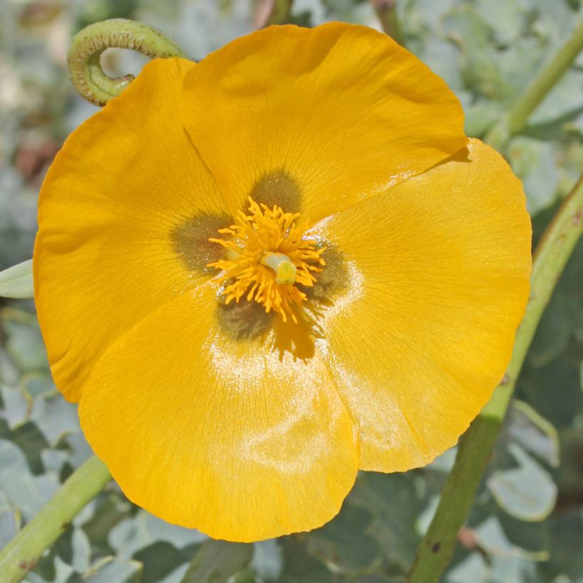 Glaucium flavum - Pavot cornu (Flowering)