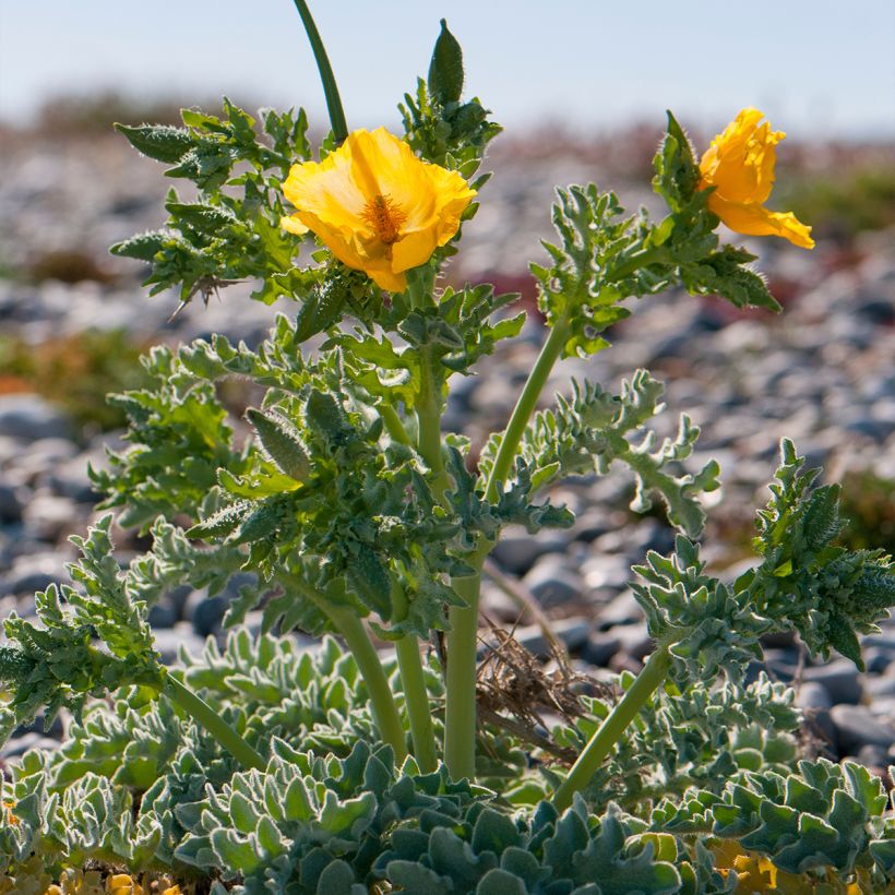 Glaucium flavum - Pavot cornu (Plant habit)