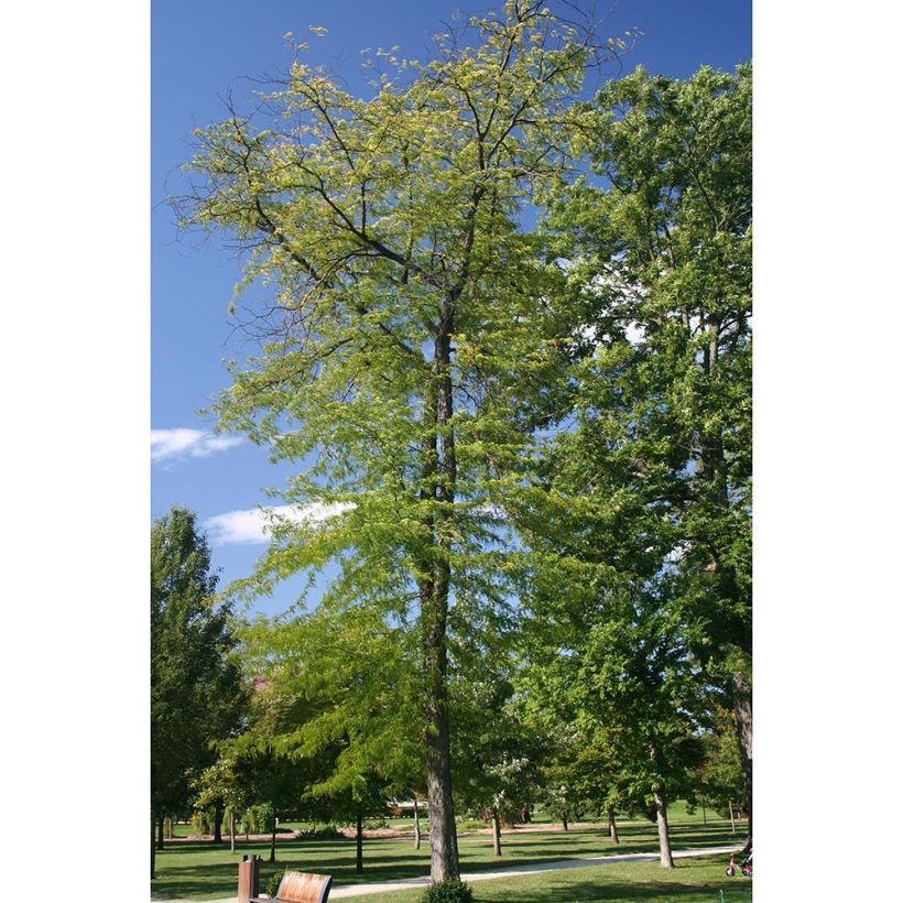 Gleditsia triacanthos Skyline - Févier d'Amérique (Plant habit)