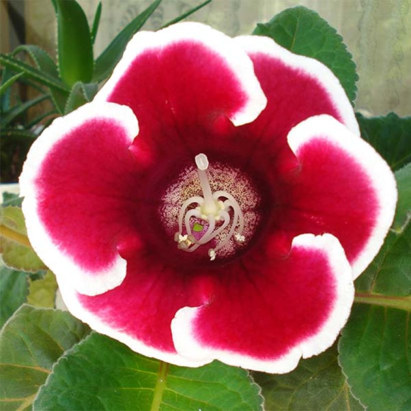 Gloxinia Kaiser Friedrich (Flowering)