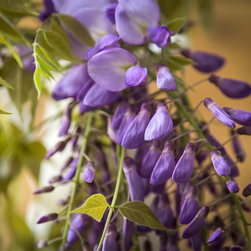 Glycine - Wisteria brachybotrys Yokohama Fuji (Flowering)