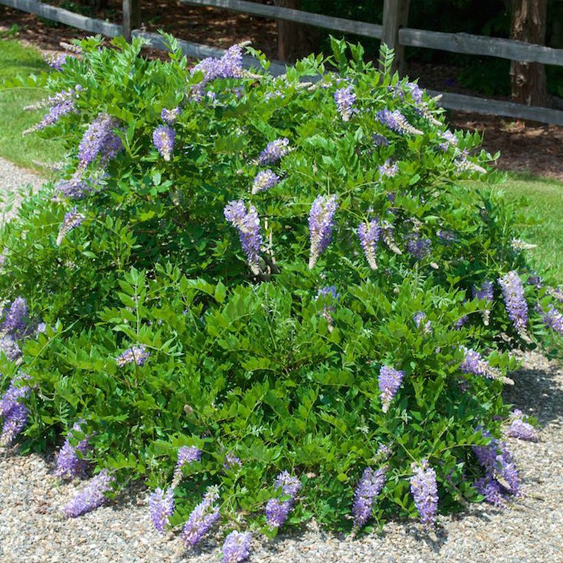 Glycine du Kentucky - Wisteria macrostachya Aunt Dee (Plant habit)