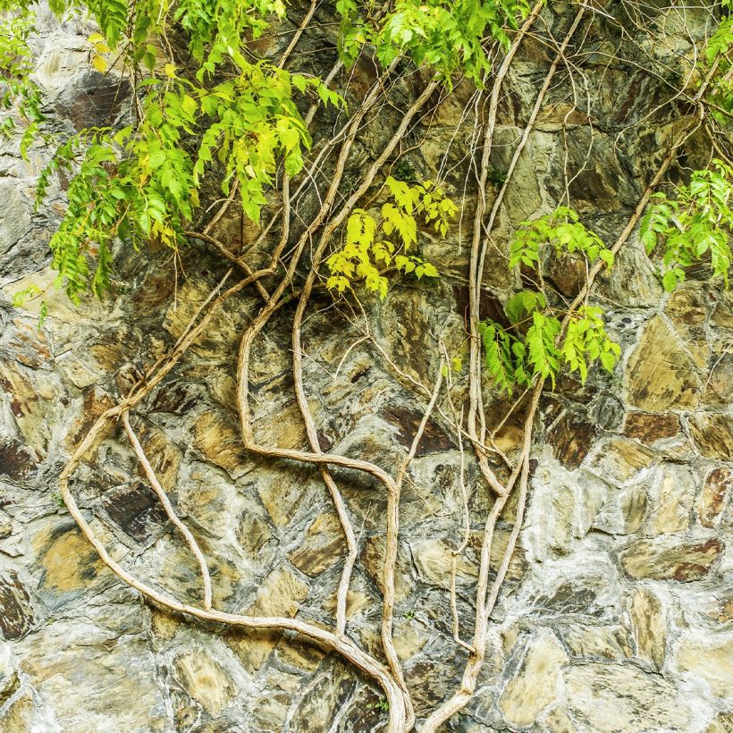 Glycine - Wisteria macrostachya Clara Mack (Plant habit)