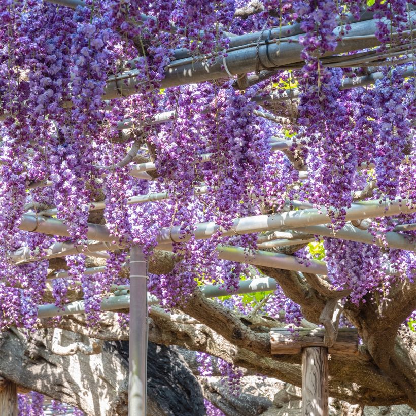 Glycine de Chine - Wisteria sinensis Flore Pleno (Plant habit)