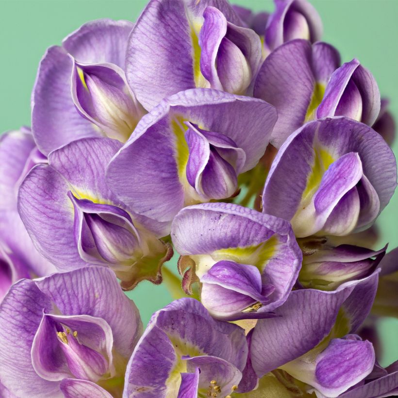 Glycine frutescens - Wisteria frutescens (Flowering)