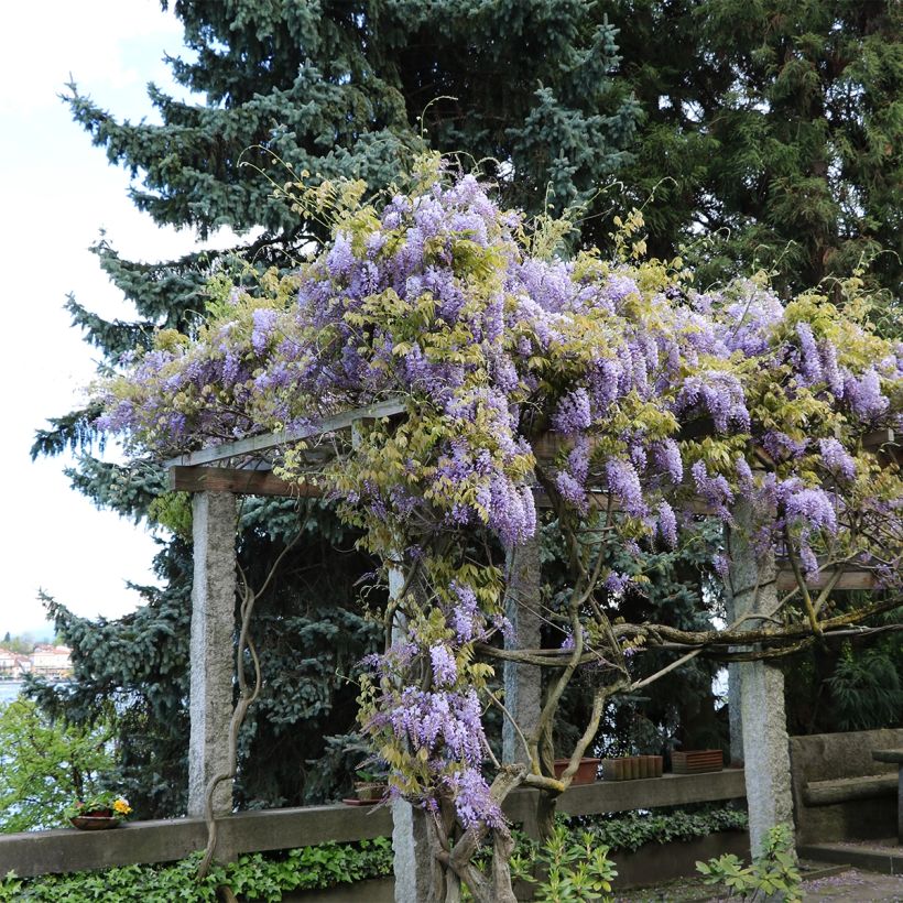 Glycine frutescens - Wisteria frutescens (Plant habit)
