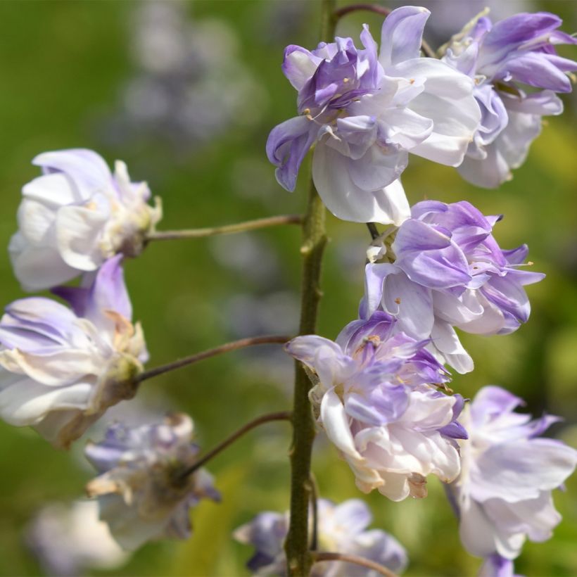 Glycine japonaise - Wisteria floribunda Ed's Blue Dragon (Flowering)