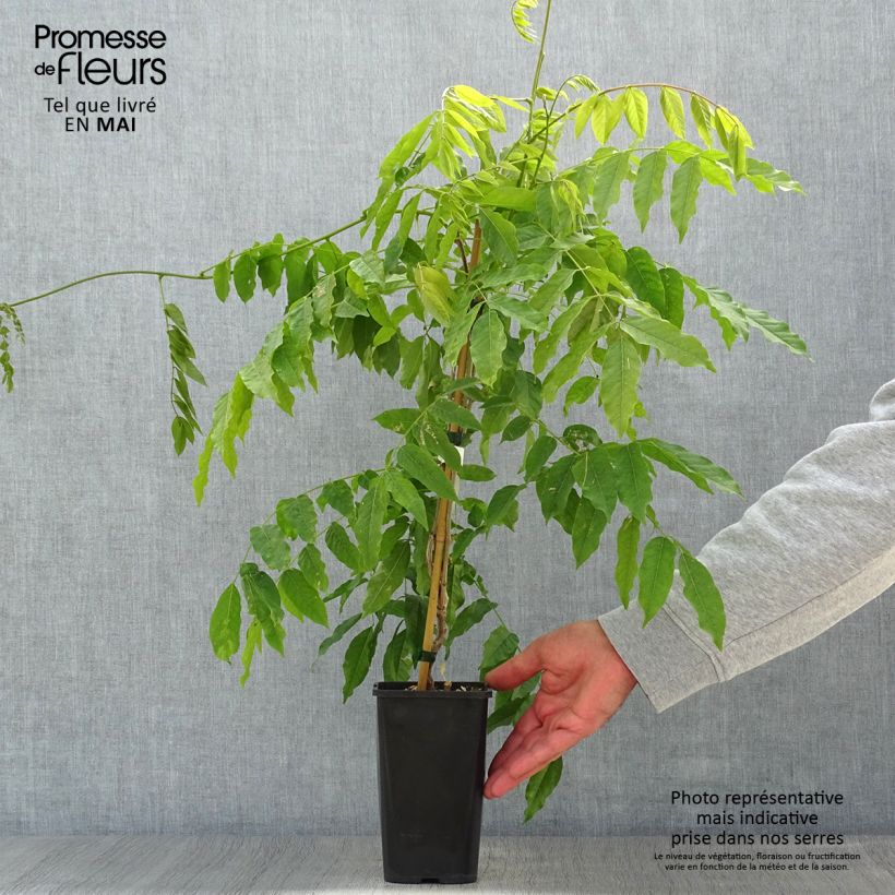 Example of Glycine japonaise - Wisteria floribunda Lipstick Pot de 1,5L/2L as you get in printemps