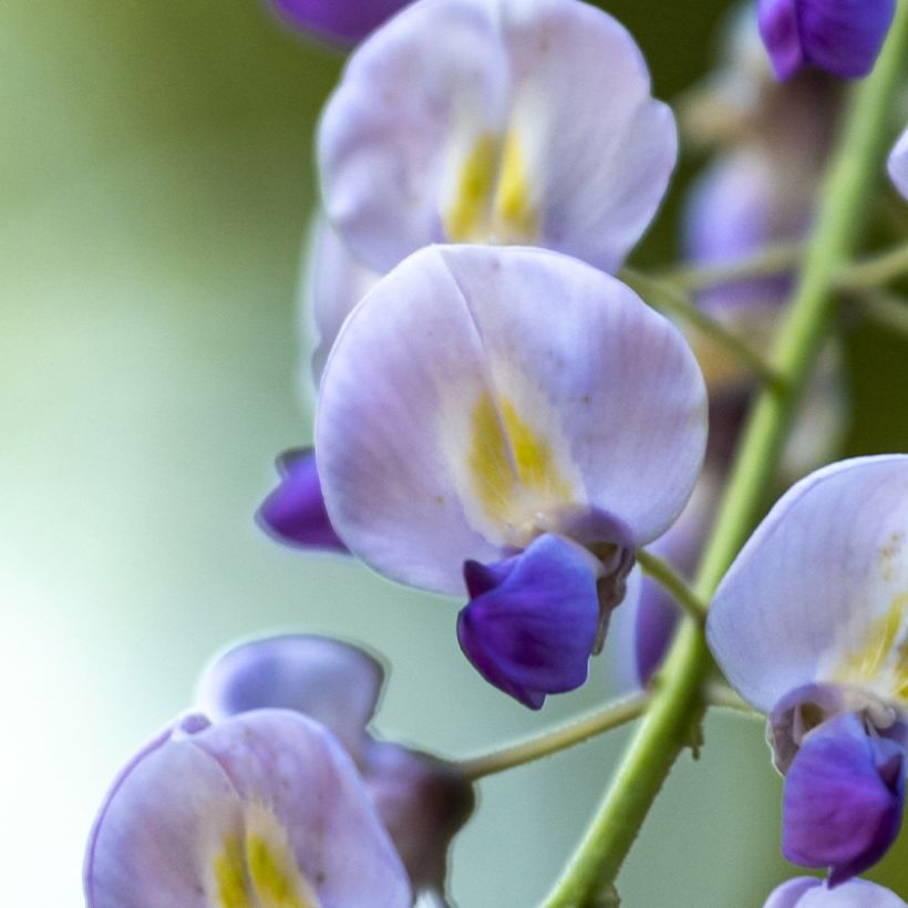 Glycine japonaise - Wisteria floribunda Premature (Flowering)