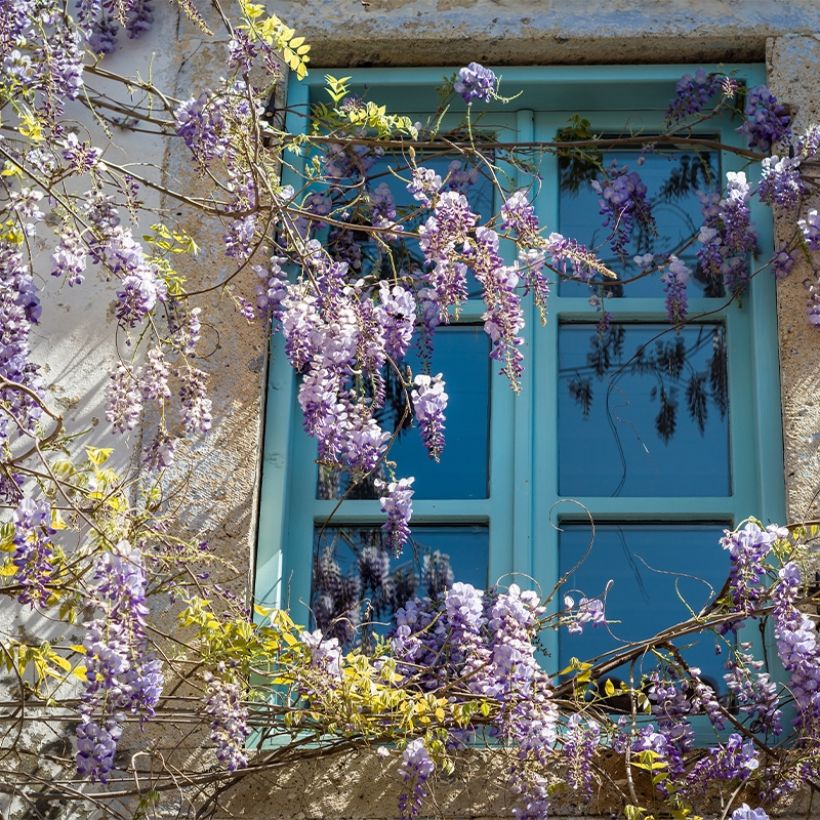 Glycine japonaise - Wisteria floribunda Premature (Plant habit)