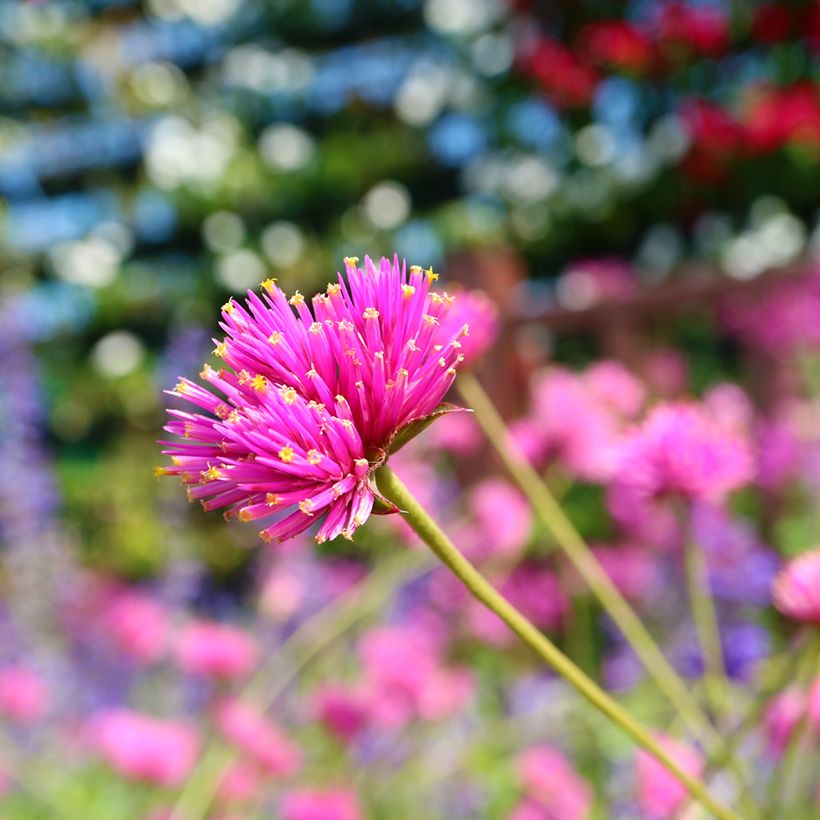 Gomphrena Truffula Pink - Amarantine (Flowering)