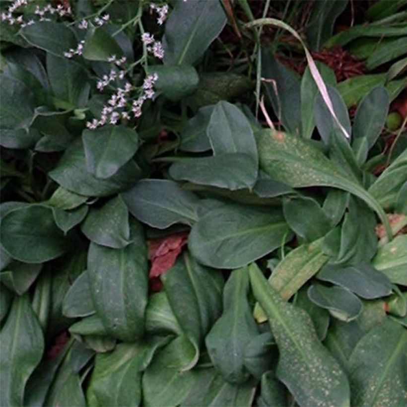 Goniolimon tataricum - Limonium - Statice vivace (Foliage)