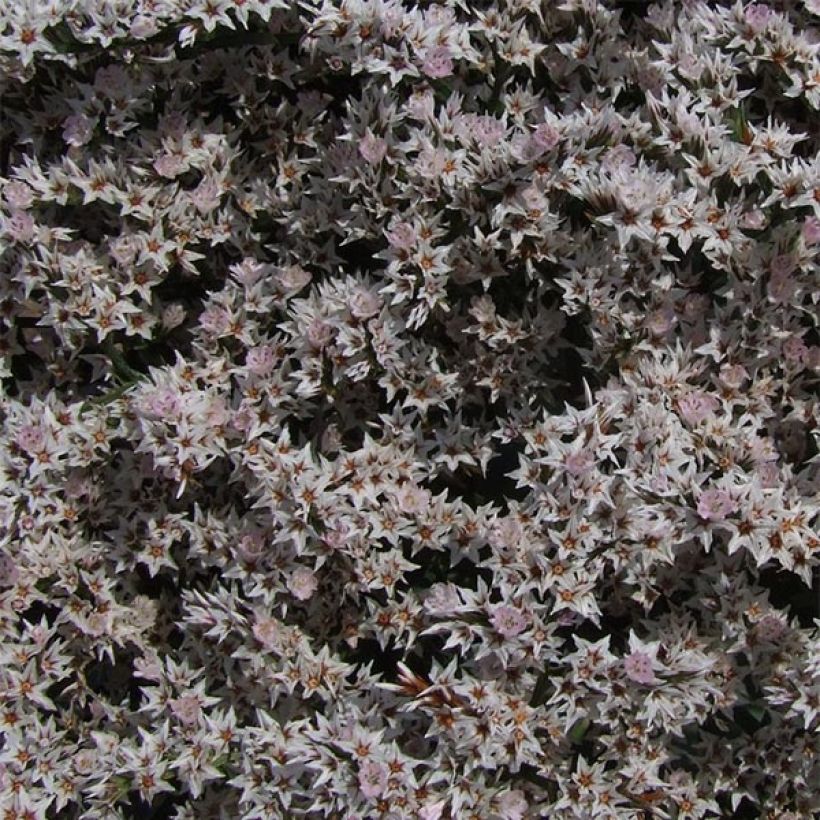 Goniolimon tataricum - Limonium - Statice vivace (Flowering)