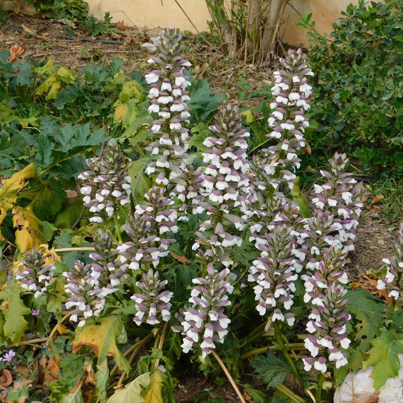 Graines d'Acanthe à feuilles molles - Acanthus mollis (Plant habit)