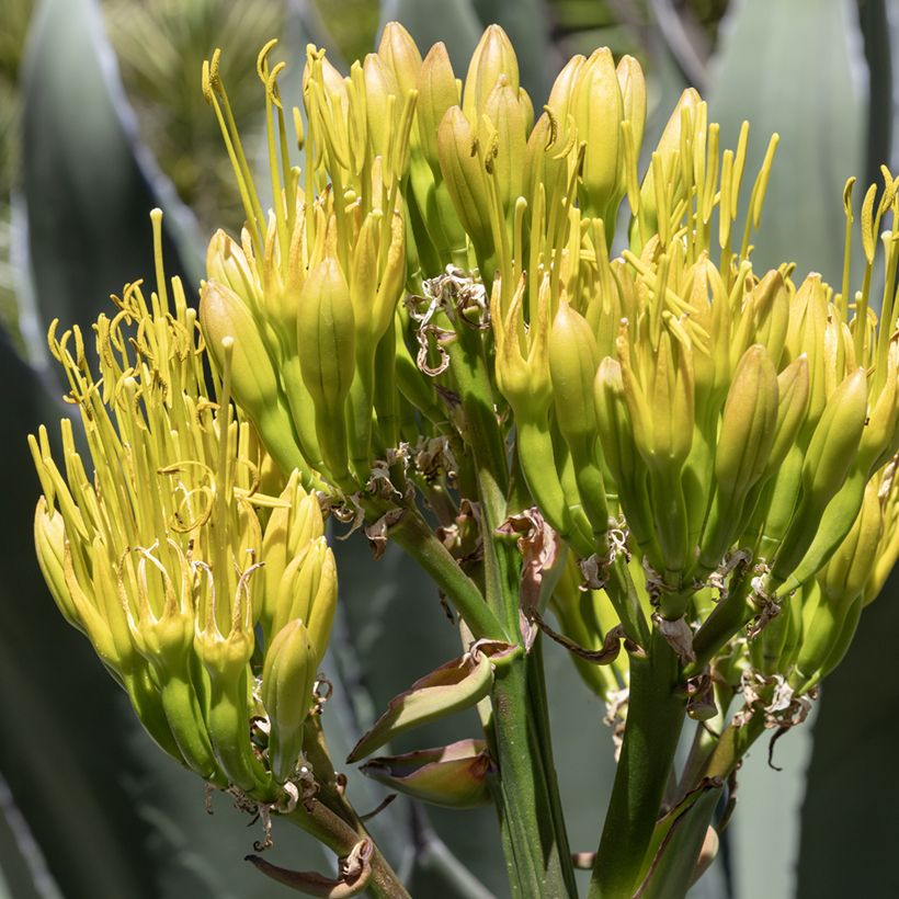 Graines d'Agave salmiana (Flowering)