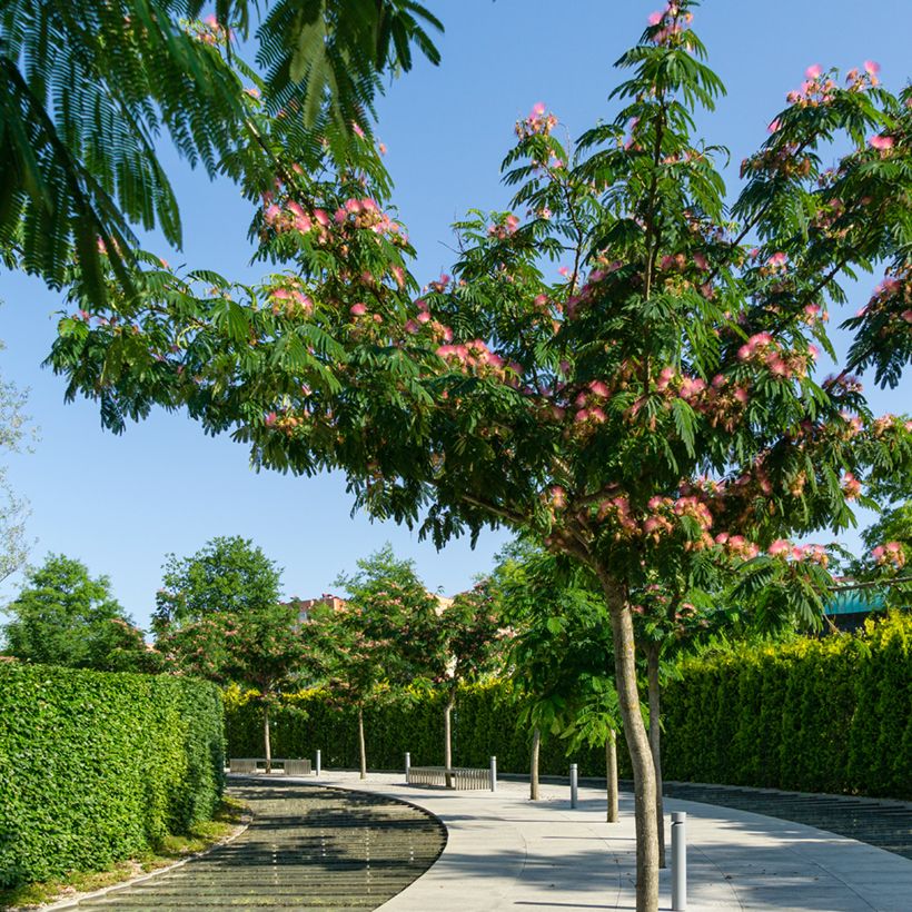Graines d'Albizia julibrissin - Arbre à soie (Plant habit)