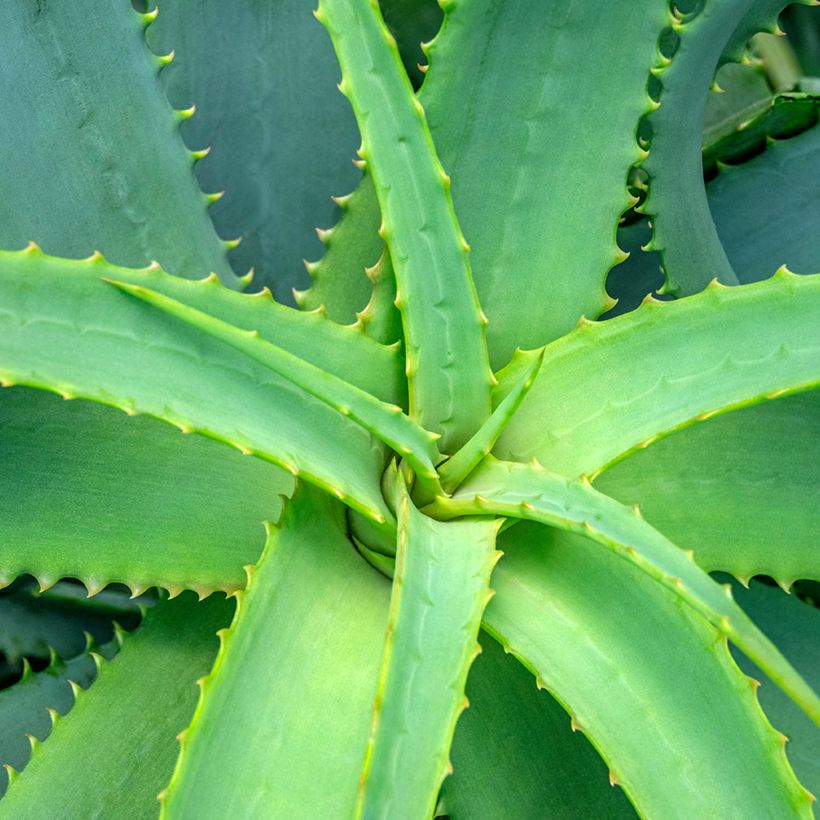 Graines d'Aloe arborescens (Foliage)