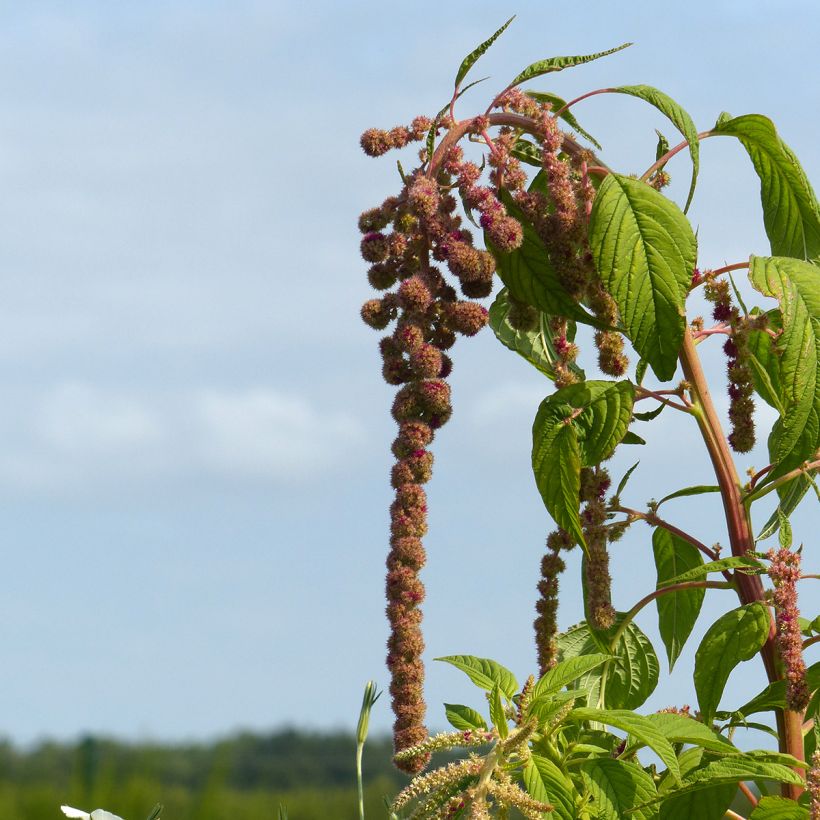 Graines d'Amarante queue-de-renard Mira (Flowering)