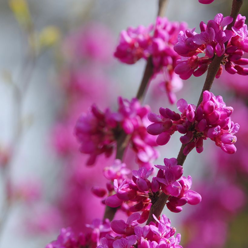 Graines d'Arbre de Judée - Cercis siliquastrum (Flowering)