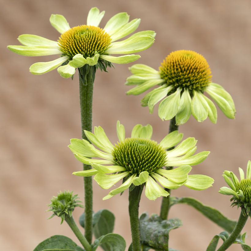 Graines d'Echinacea Alan's Pride - Rudbeckia pourpre (Flowering)