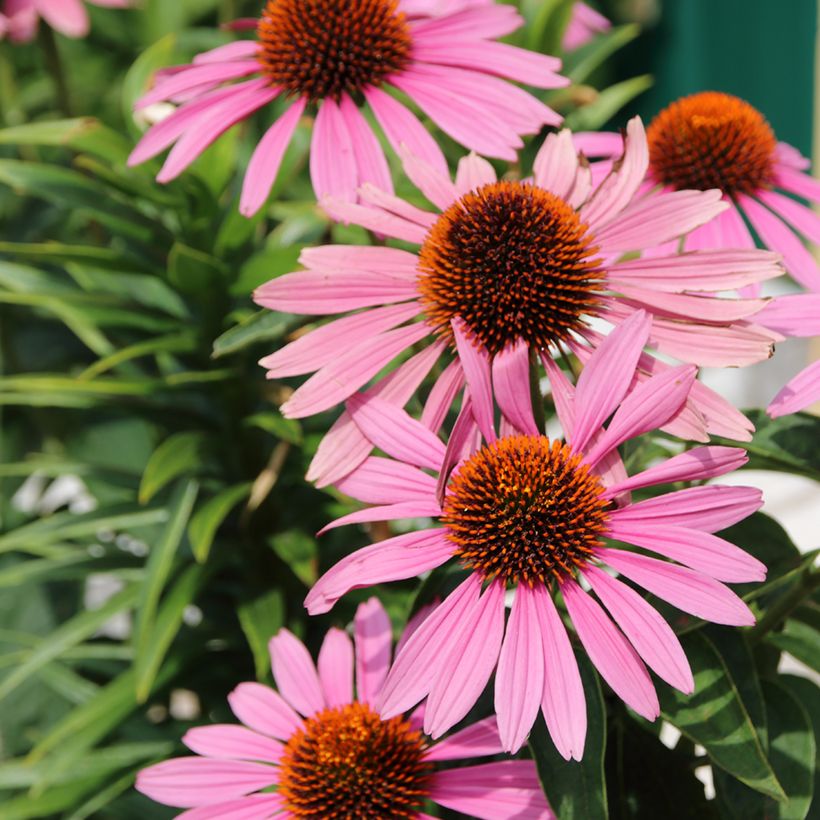 Graines d'Echinacea purpurea Magnus - Rudbeckia pourpre  (Flowering)