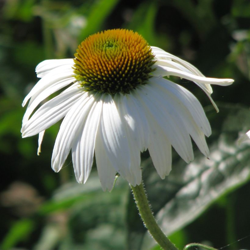 Graines d'Echinacea purpurea White Swan - Rudbeckia pourpre (Flowering)