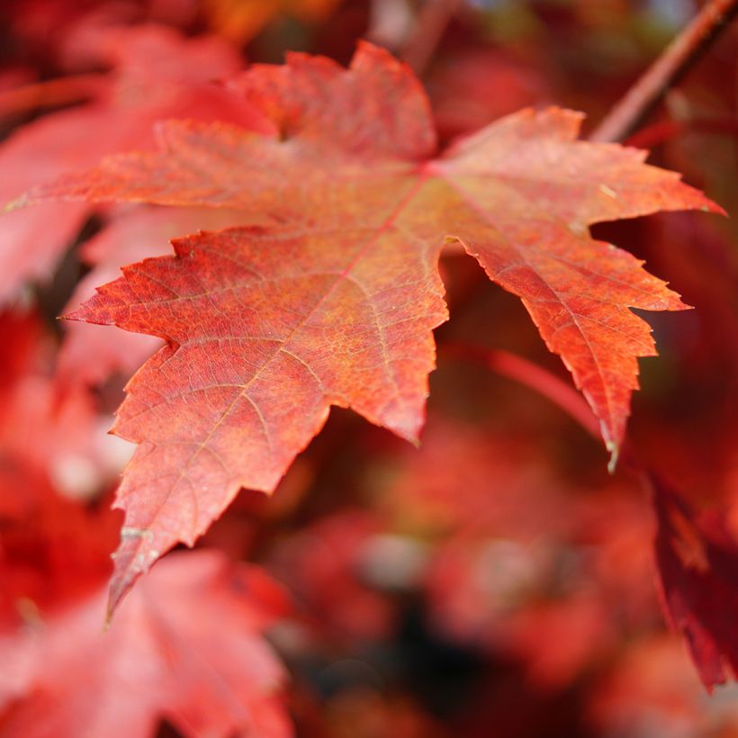 Graines d'Erable rouge - Acer rubrum (Foliage)