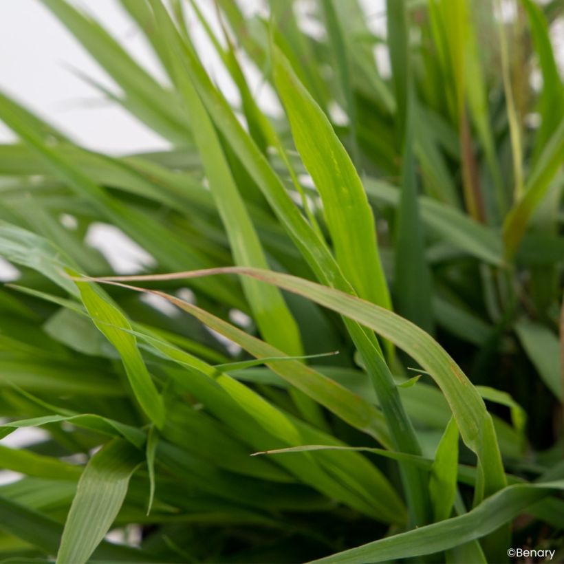 Graines d'Eragrostis spectabilis Snuggy - Herbe d'amour (Foliage)