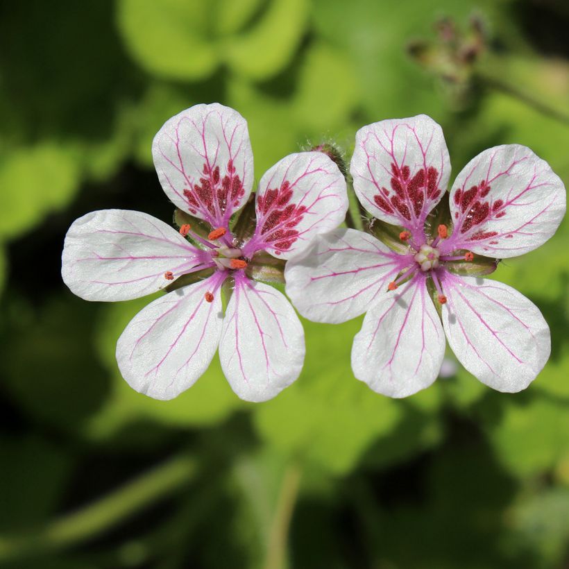 Graines d'Erodium pelargoniflorum Sweetheart - Bec de Grue (Flowering)