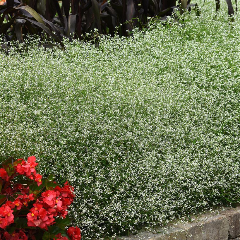 Graines d'Euphorbe Glamour - Euphorbia graminea (Plant habit)