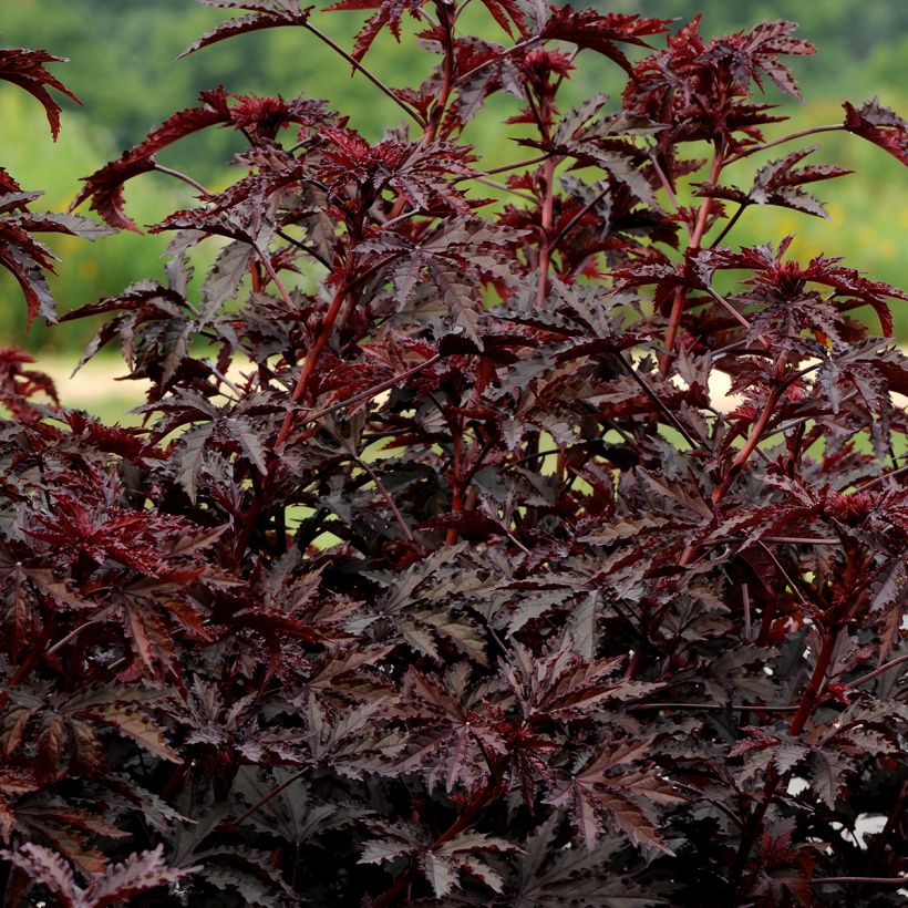 Graines d'Hibiscus Mahogany Splendor - Hibiscus acetosella (Plant habit)