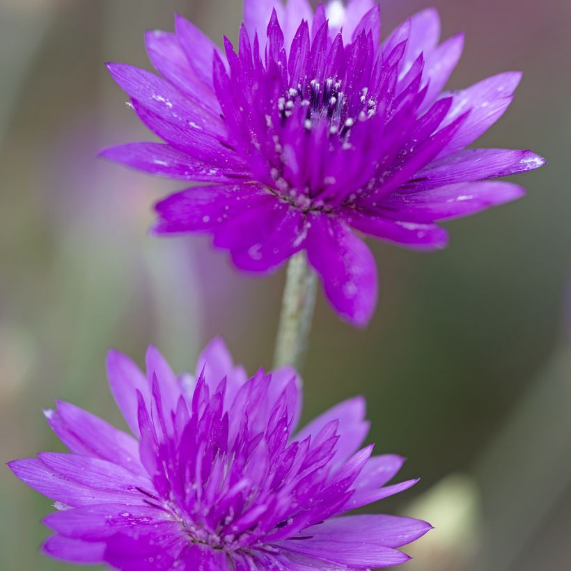 Graines d'Immortelle annuelle - Xeranthemum Superbissimum Purpureum (Flowering)
