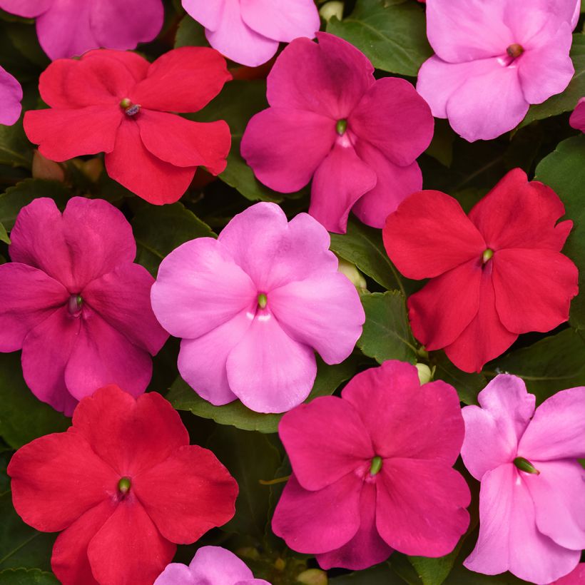 Graines d'Impatiens Beacon F1 Otway Mix (Flowering)