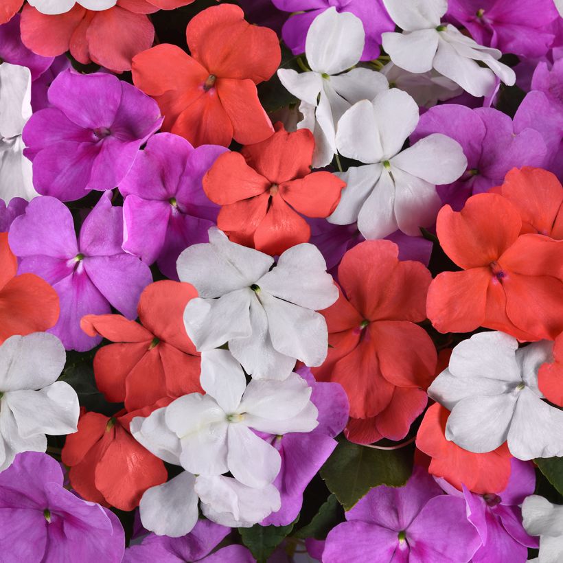 Graines d'Impatiens Beacon F1 Pearl Island Mix (Flowering)